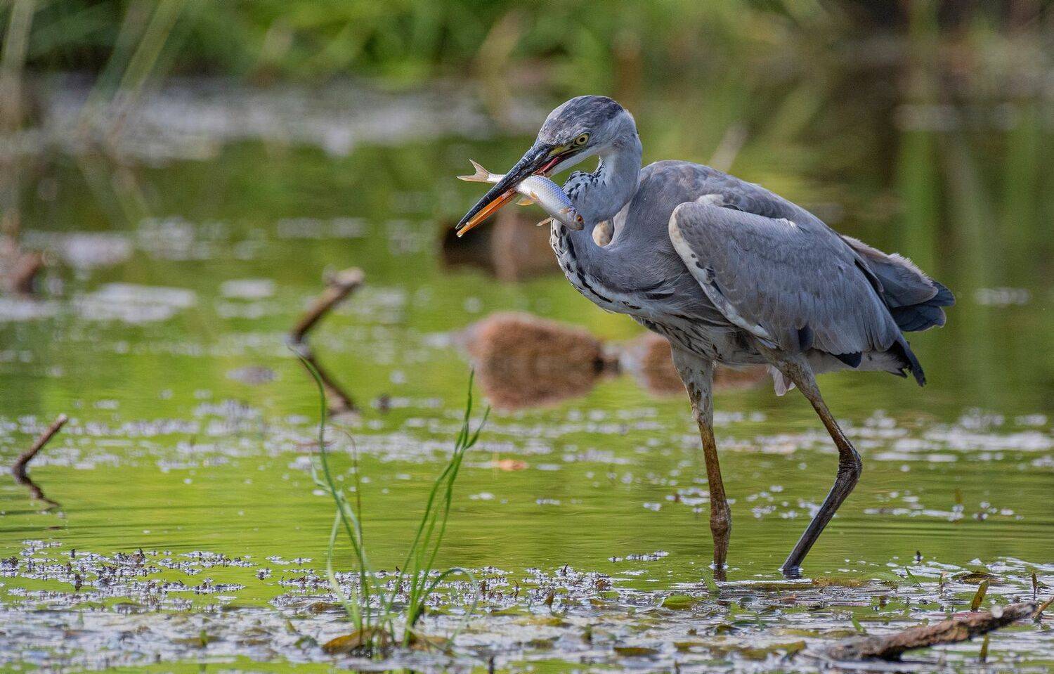 птица цапля рыбалка, Руслан Сигушин