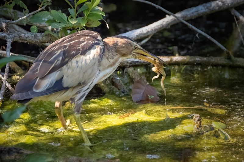 Little bittern фото превью