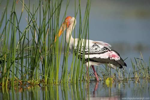 Painted stork