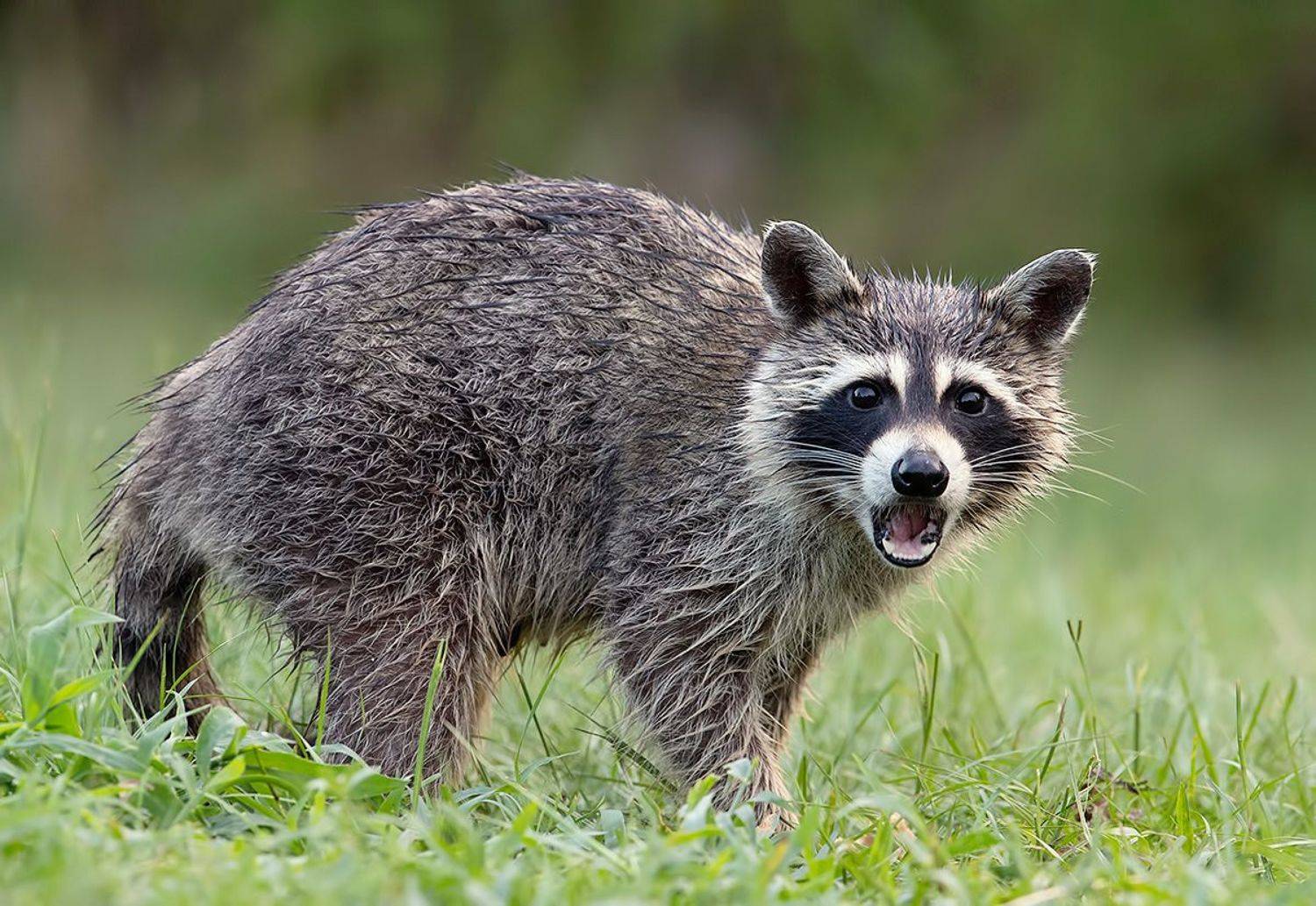 енот обыкновенный, енот-полоскун, raccoon, енот, дикие животные, животные, animals, Etkind Elizabeth