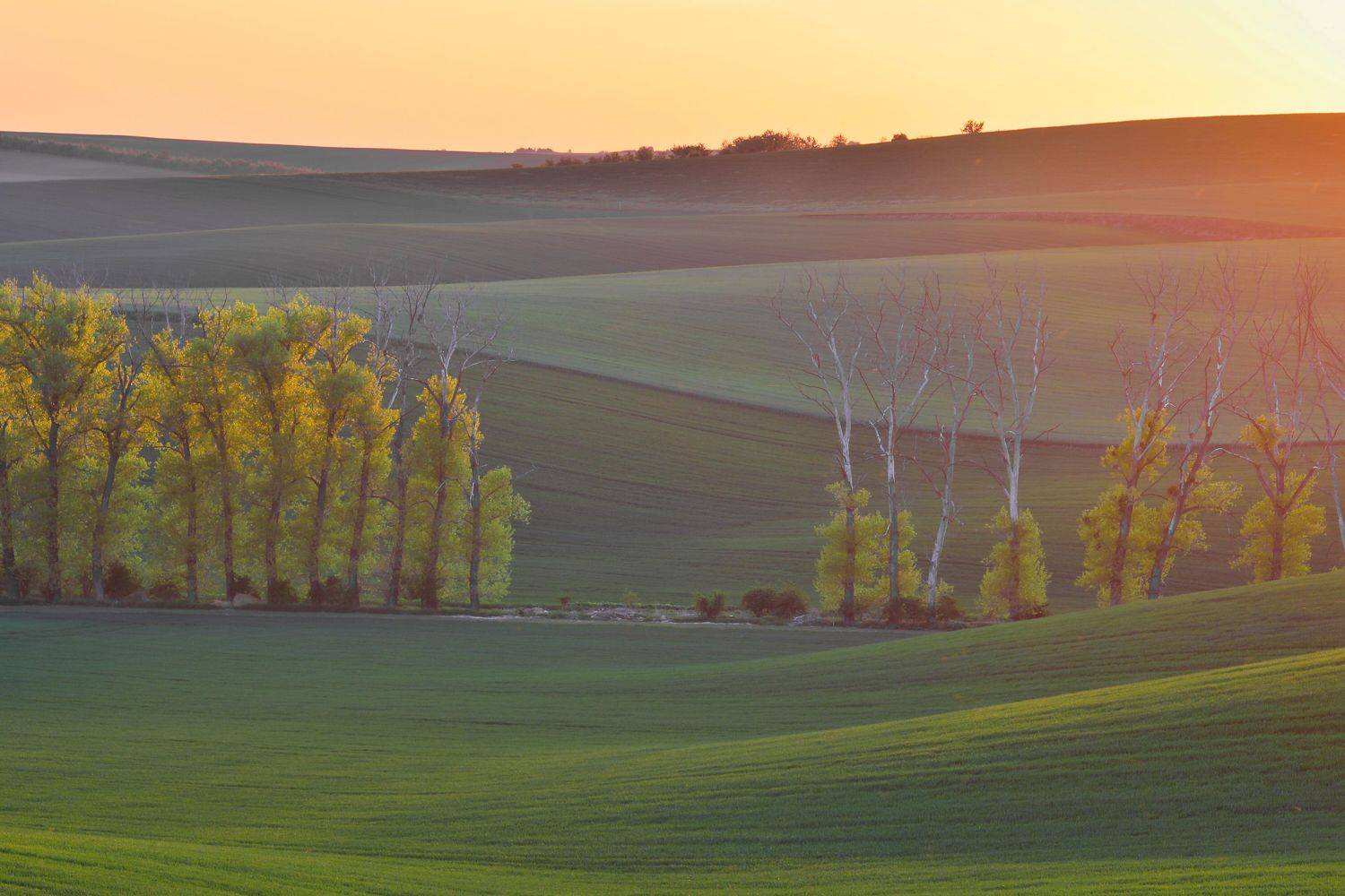 , Евгения Чех