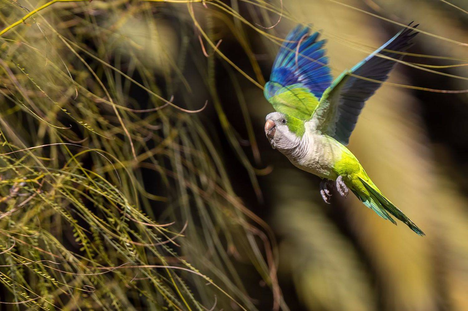птицы, уругвай, Елена Давыдова