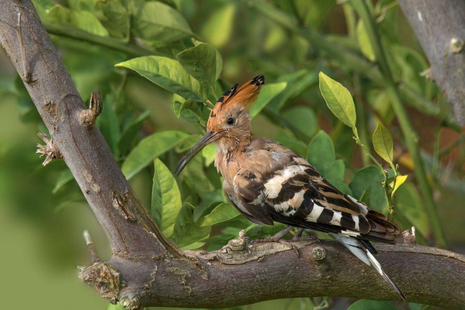 , Людмила Бекман