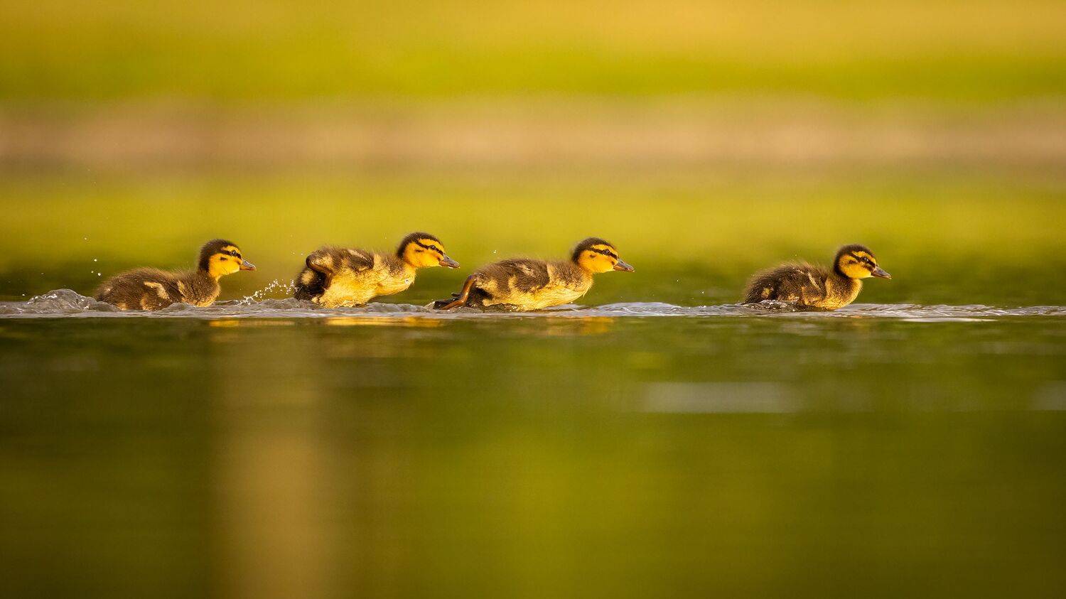 , Robert Adamec