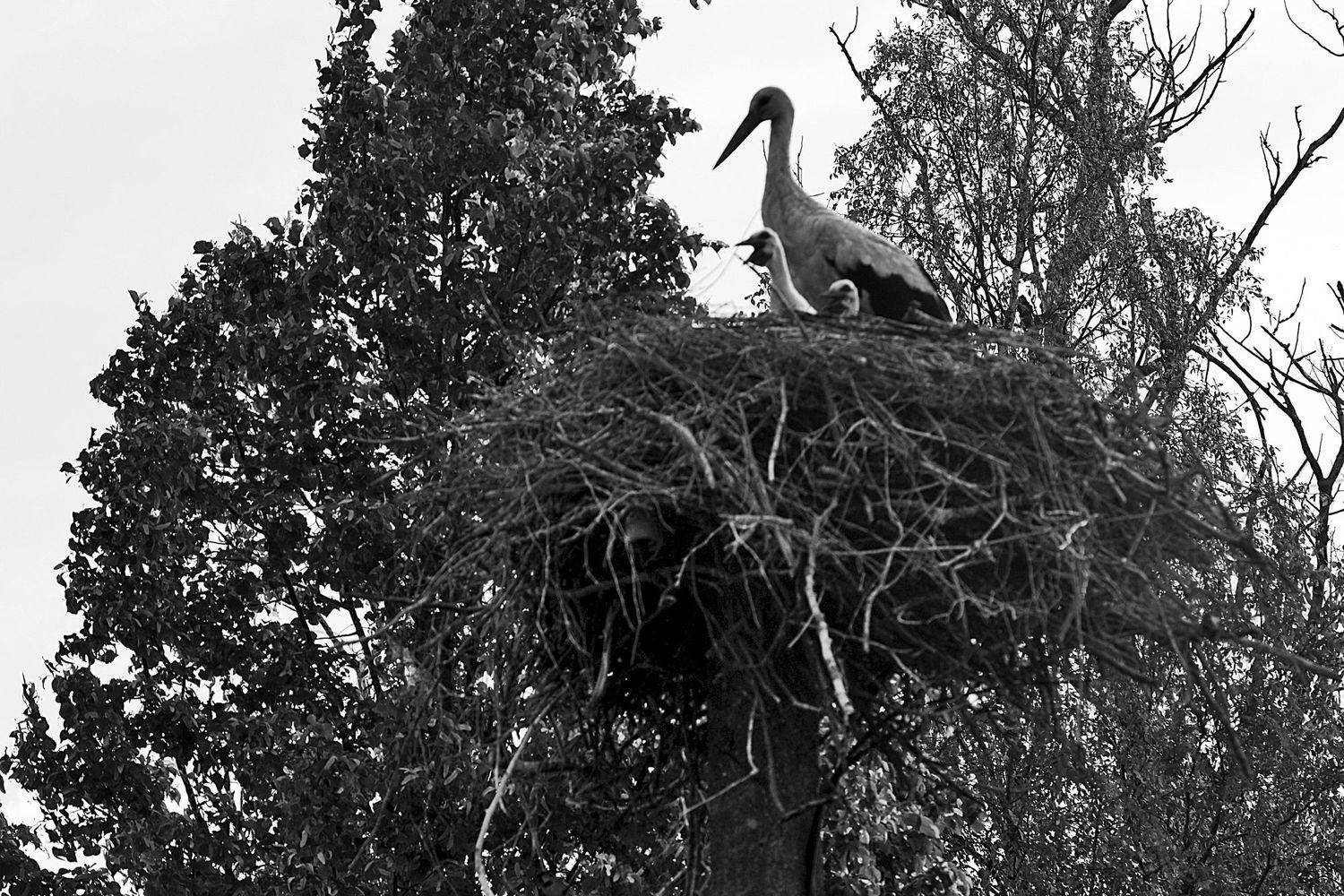 аисты, заболотье, апатиты, деревня, Николай Смоляк