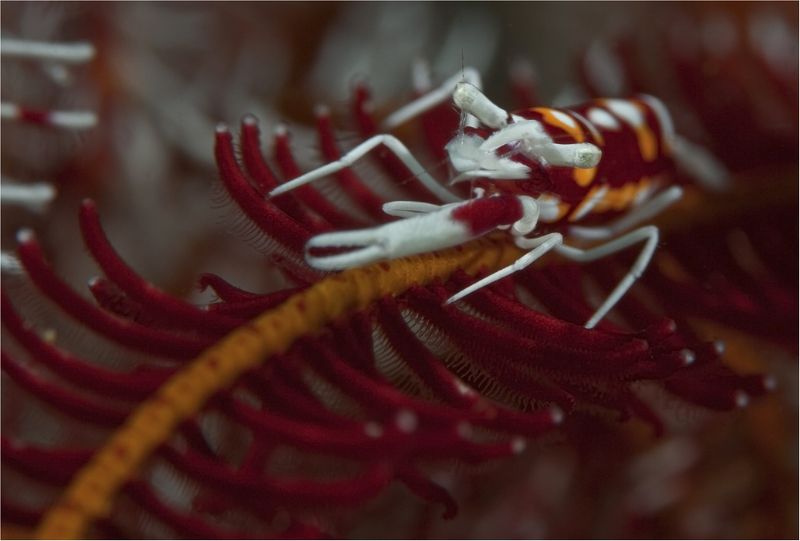 филиппины, негрос, криноидная креветка криноидный камуфляж фото превью