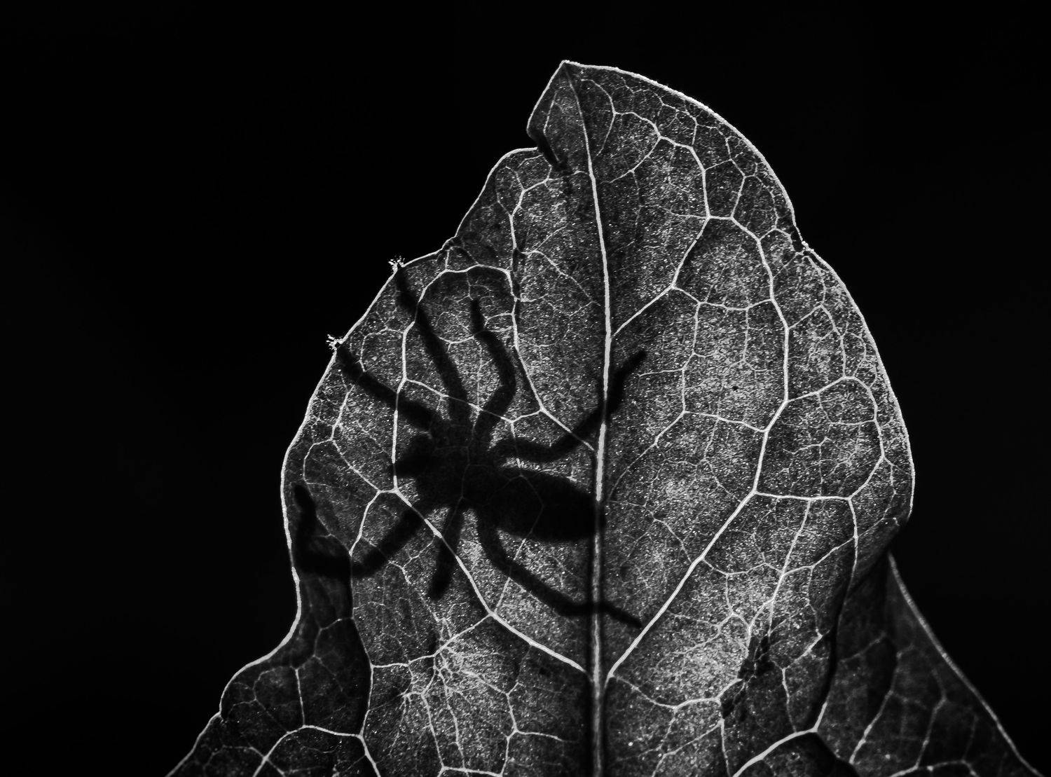паук, контровый, чб, чёрный, тень, лист, прожилки, Соварцева Ксения