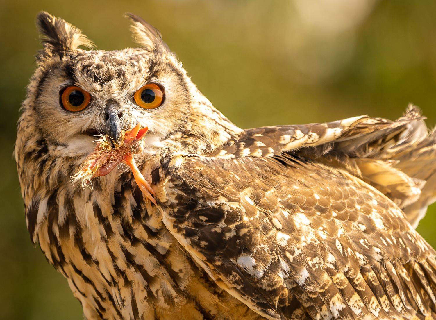 , Максимова Дария