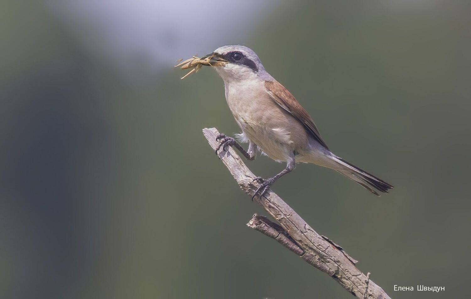 bird of prey, animal, birds, bird,  animal wildlife,  nature,  animals in the wild, жулан, обыкновенный жулан, red backed shrike, Елена Швыдун