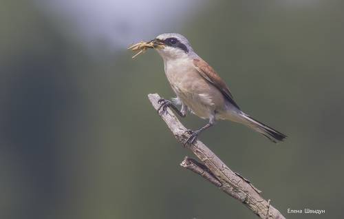 Red-backed shrike