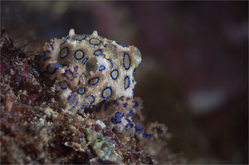 филиппины, о.себу, синекольчатый осьминог, ночной дайвинг синекольчатая смерть фото превью