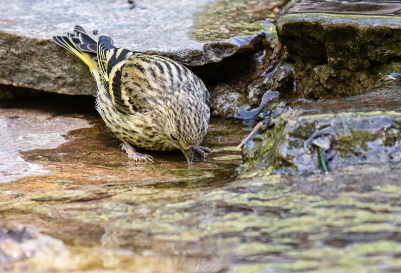 птица, чижик, самка, жажда, вода, жажда.. фото превью