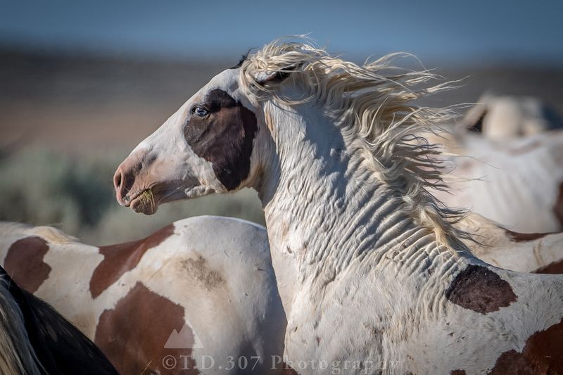 The Flow  фото превью