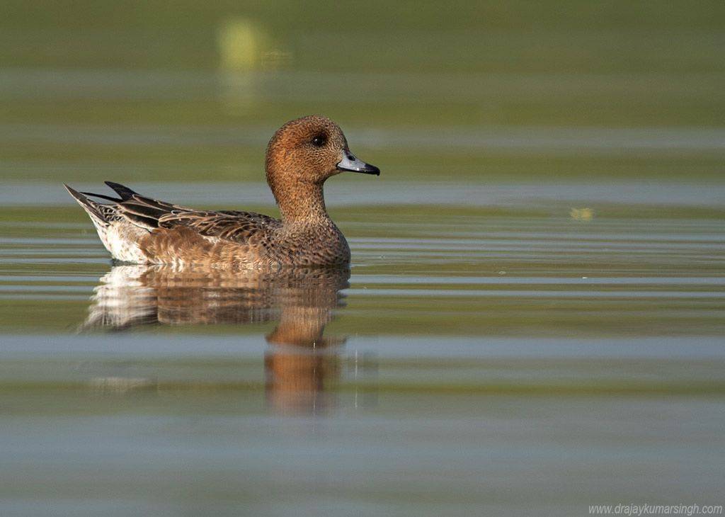 Eurasian wigeon, Dr Ajay Kumar Singh