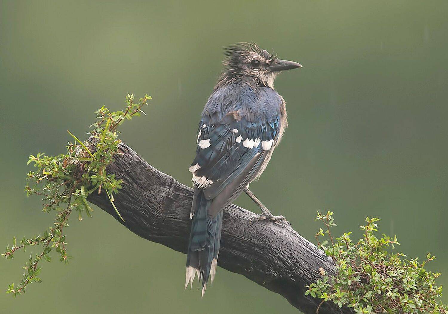 cойка, blue jay, jay, Etkind Elizabeth