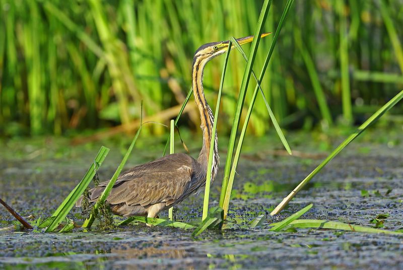 Рыжая цапля. фото превью