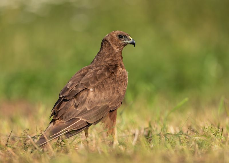 лунь, хищник, птицы, Очи чёрные. фото превью