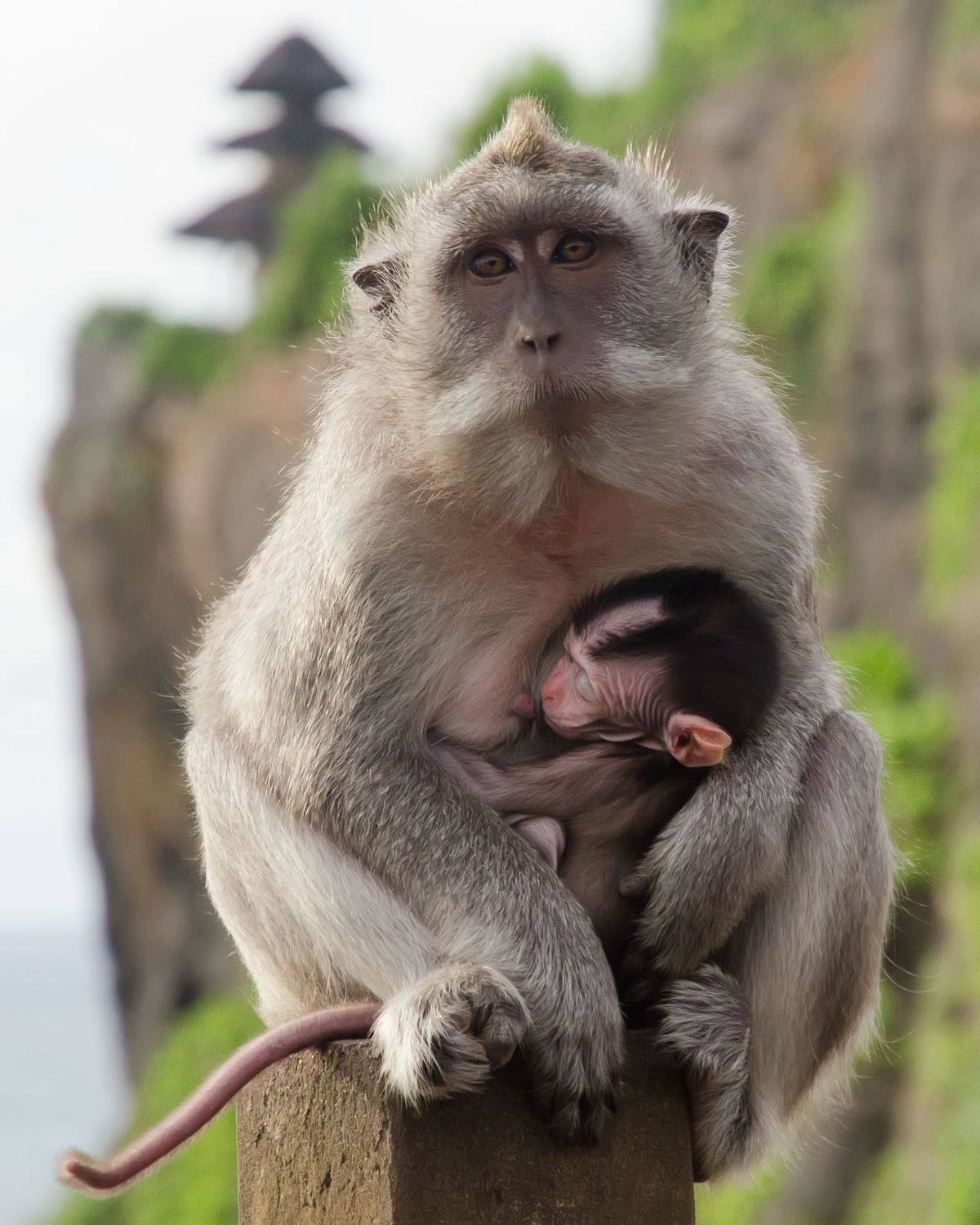 обезьяна, макака, малыш, ребенок, дитя, кормить, грудь, индонезия, бали, на руках, детеныш, маленький, мать, материнство, забота, Сытилин Павел