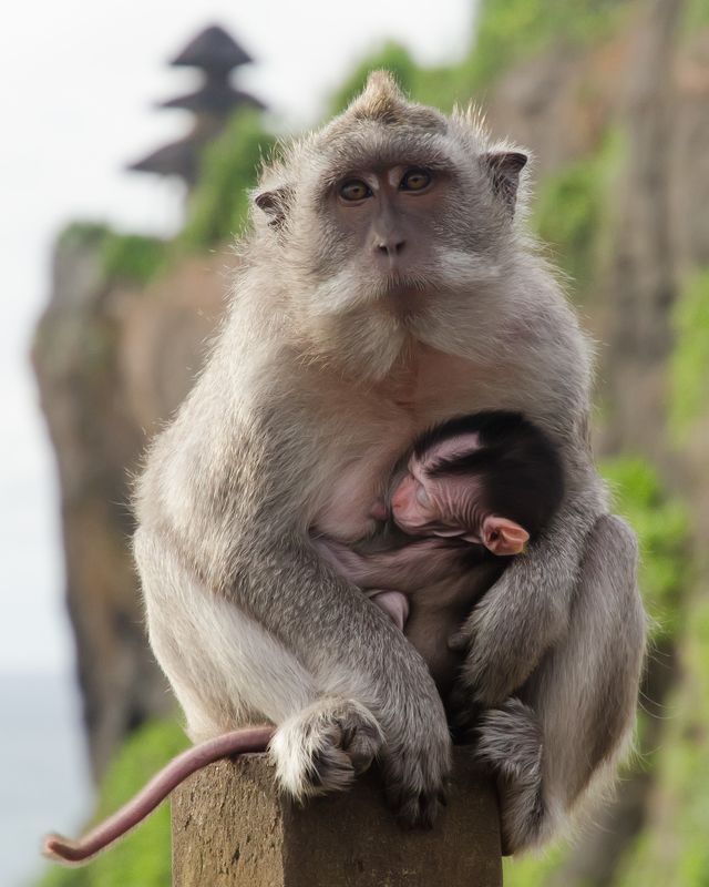 обезьяна, макака, малыш, ребенок, дитя, кормить, грудь, индонезия, бали, на руках, детеныш, маленький, мать, материнство, забота Хвостатая мама фото превью