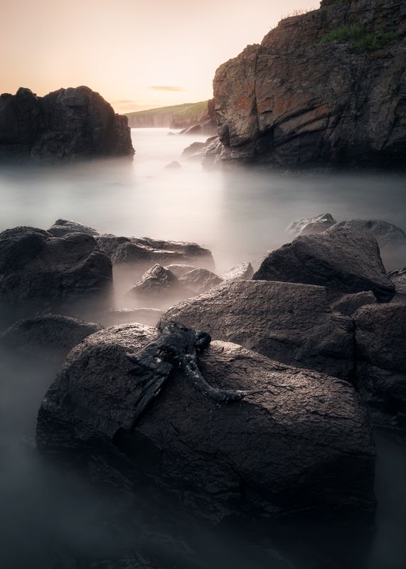 птица, море, скалы Апофеоз бытия. фото превью