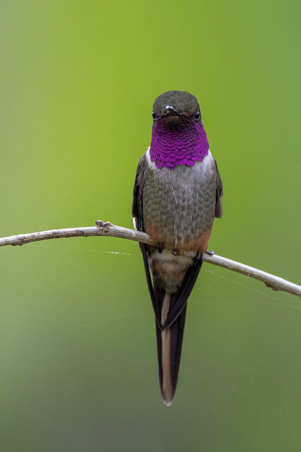 , Burgalin Sequeira Fernando