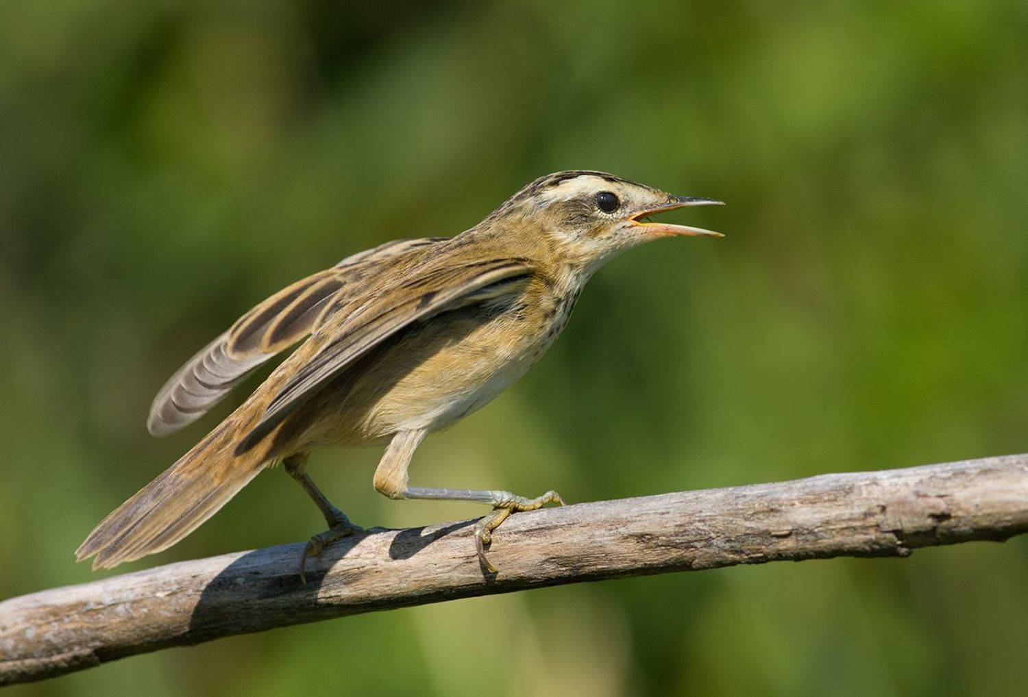 камышовка барсучок,тревога,кусты, Иван