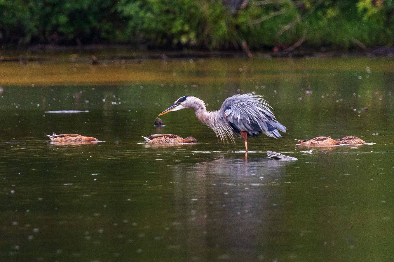 , Леонид Дьяченко