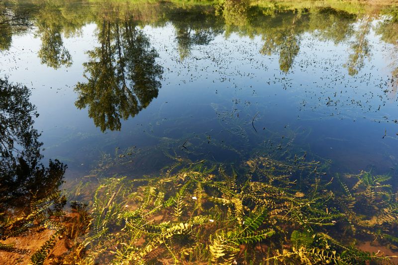 Немного солнца и жизни в холодной воде фото превью