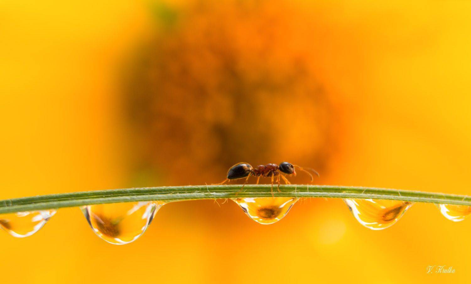 #ant #insect #macro #nature #wildlife #wallpaper #background #print, Вікторія Крулько