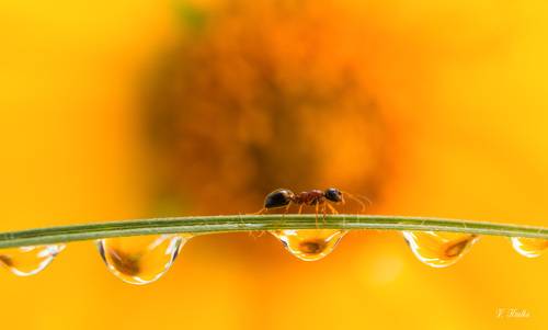 Ant walking on the bridge