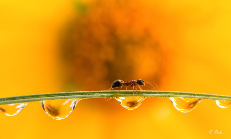 #ant #insect #macro #nature #wildlife #wallpaper #background #print Ant walking on the bridge фото превью