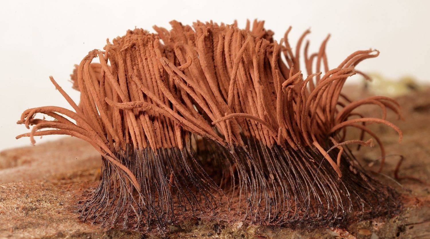 миксомицет stemonitis axifera, Александр Зорин