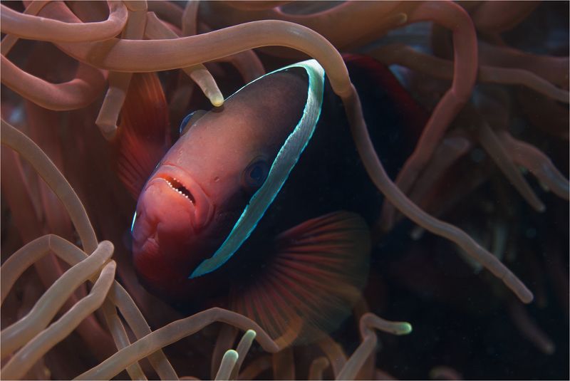 филиппины, остров негрос, амфиприон , анемон, клоун тихая гавань фото превью