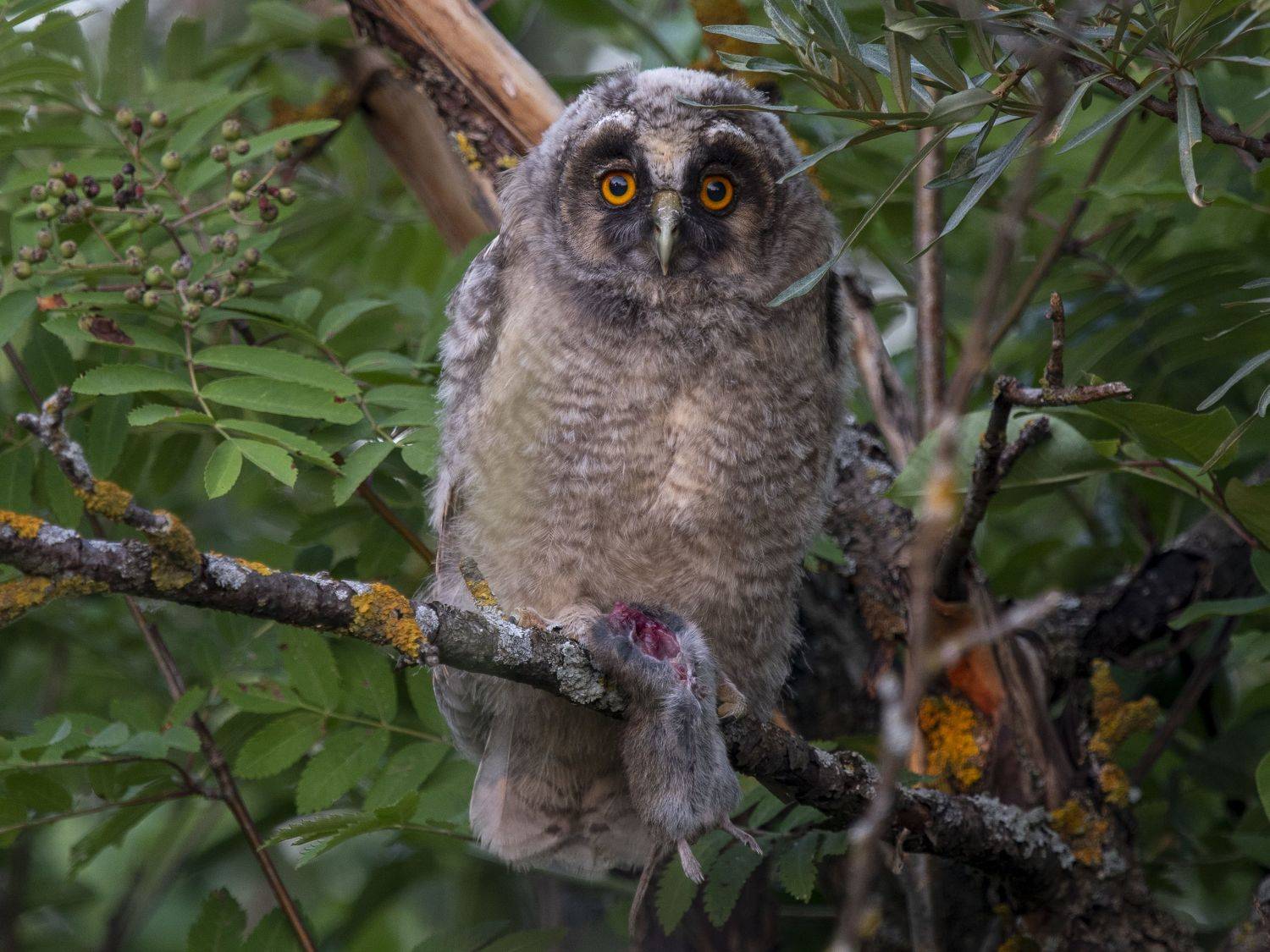 , Калиногорский Юрий