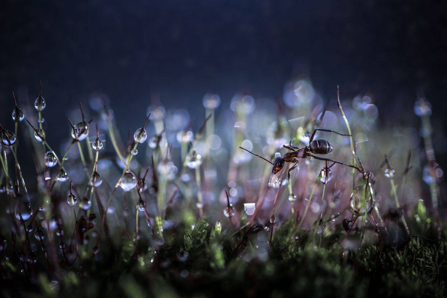 , Лапшина Владлена