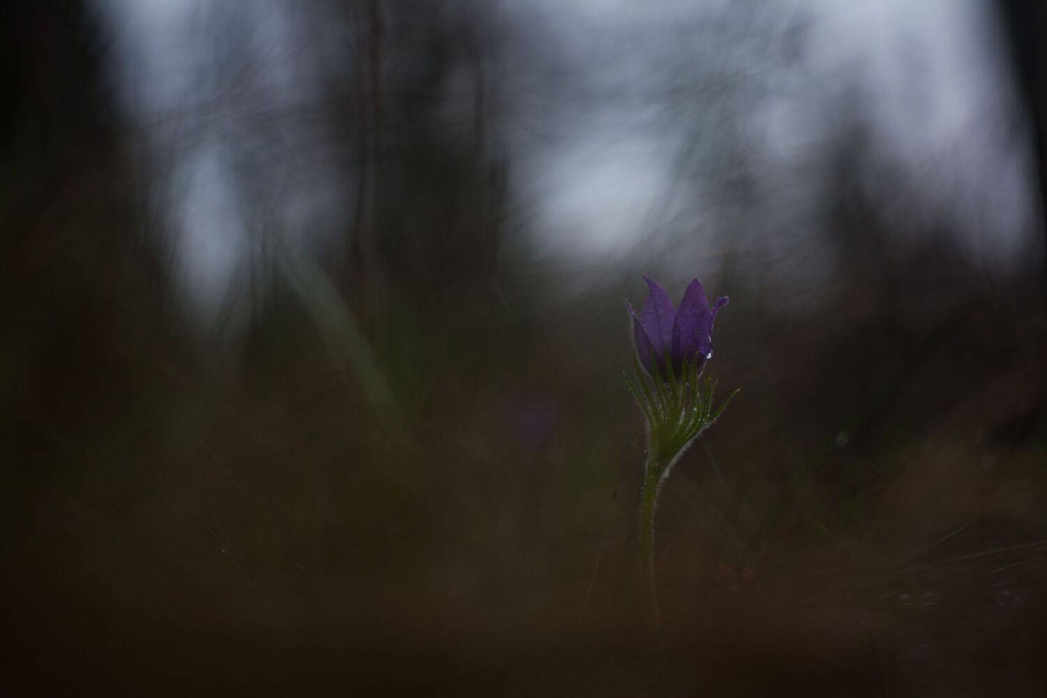 , Викулов Николай