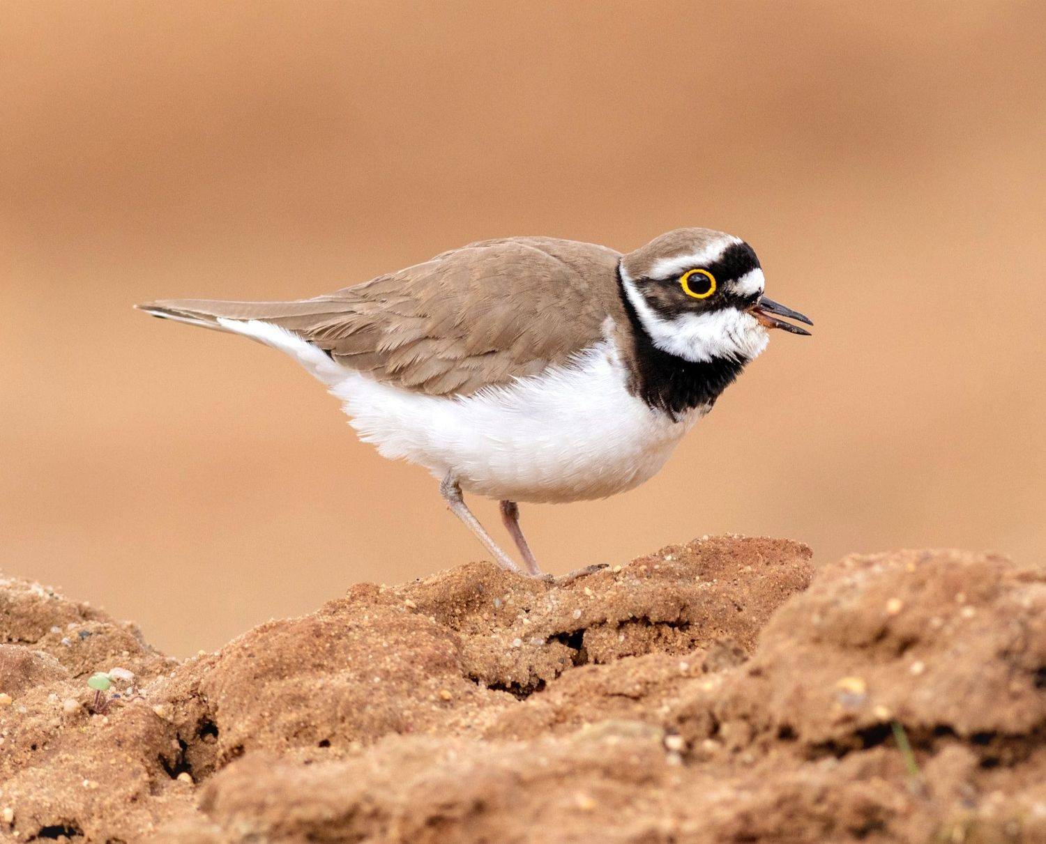малый зуек, кулик, птица, фотоохота, birds,, Павел Краснослободцев
