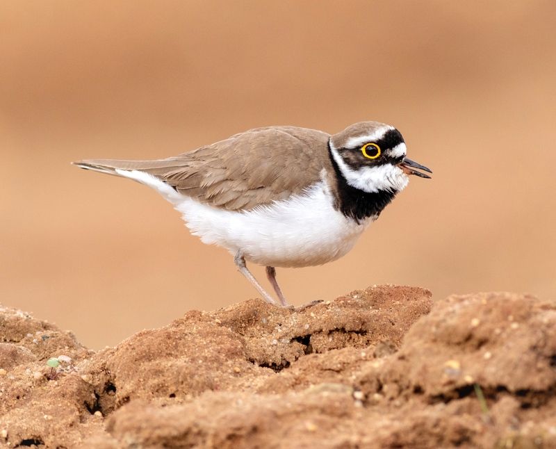 малый зуек, кулик, птица, фотоохота, birds, Малый зуек фото превью