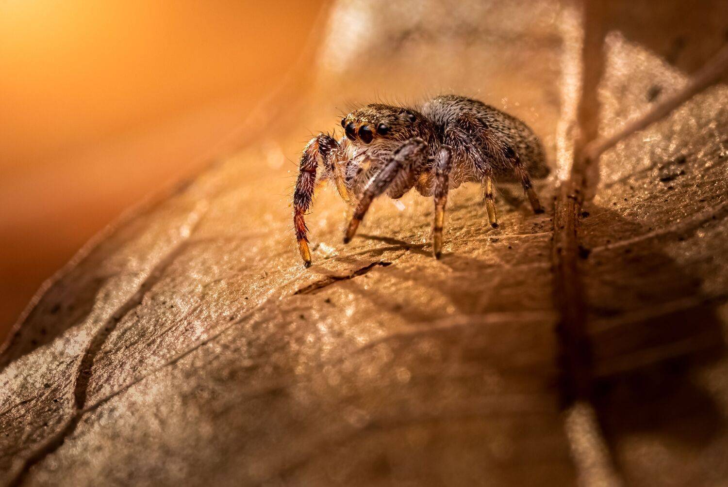 spider, animal, wild, insect, arachnid, leaf, macro,, Atul Saluja