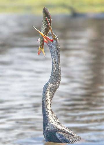 Photographed at Keoladeo Ghana World Heritage Sight - Bharatpur | Rajasthan | India | Feb 2022