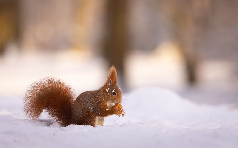 Squirrel in winter фото превью