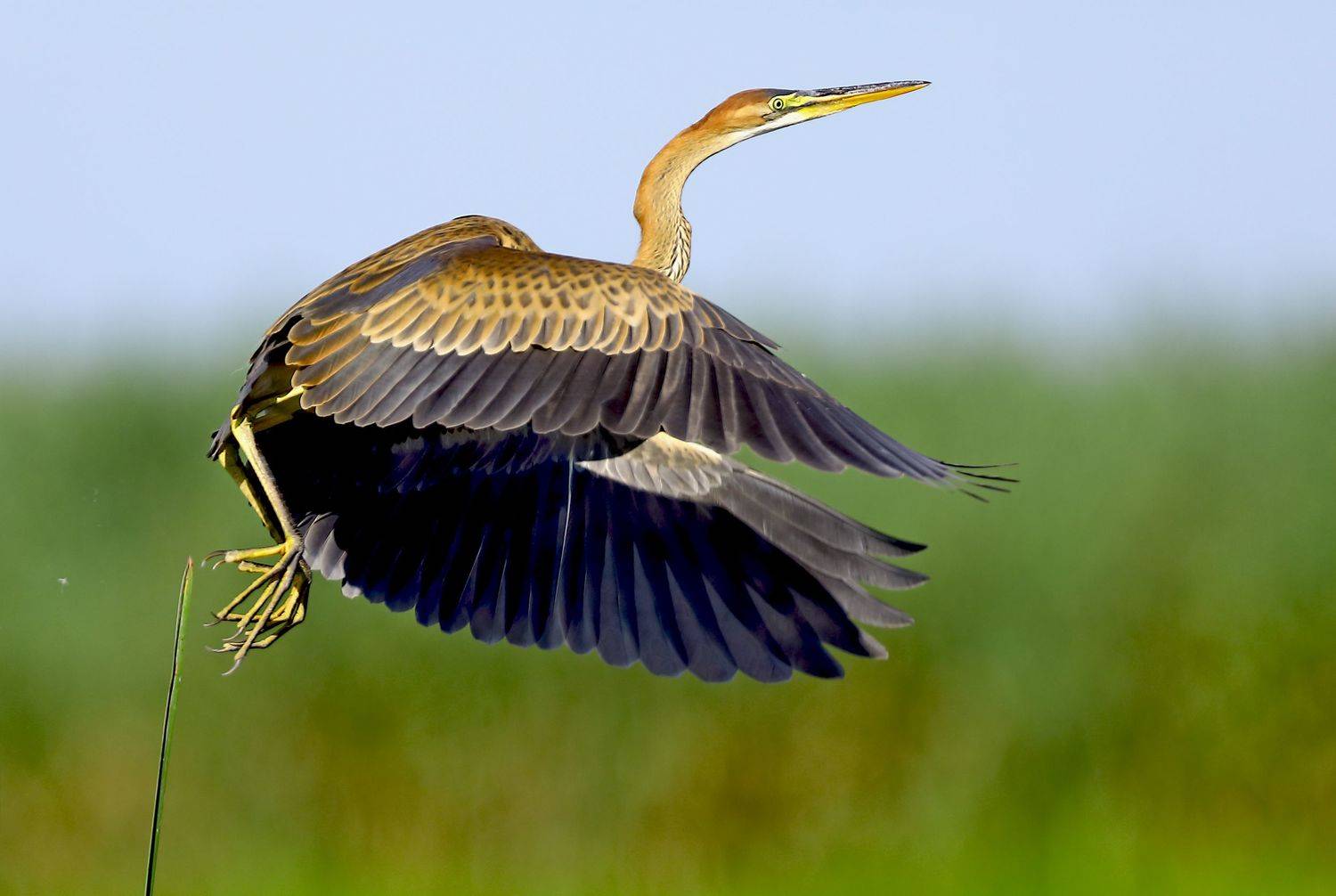 рыжая цапля., Александр Гусар