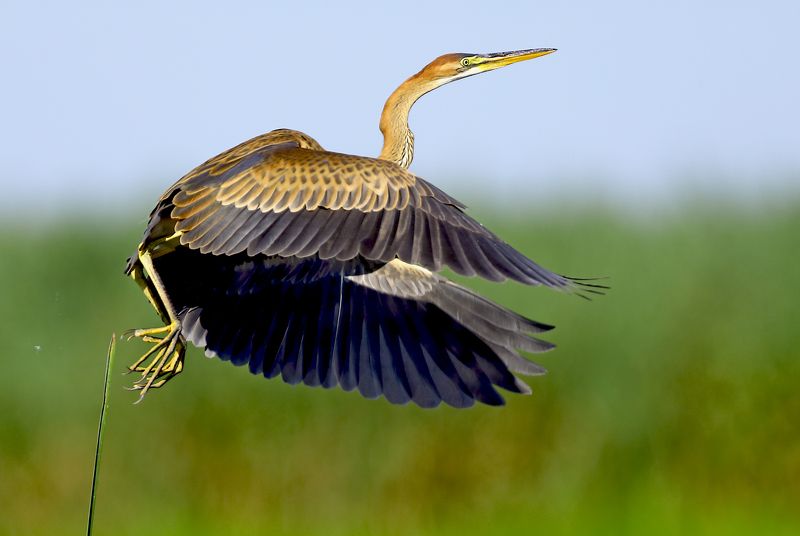 рыжая цапля. Взлёт. фото превью