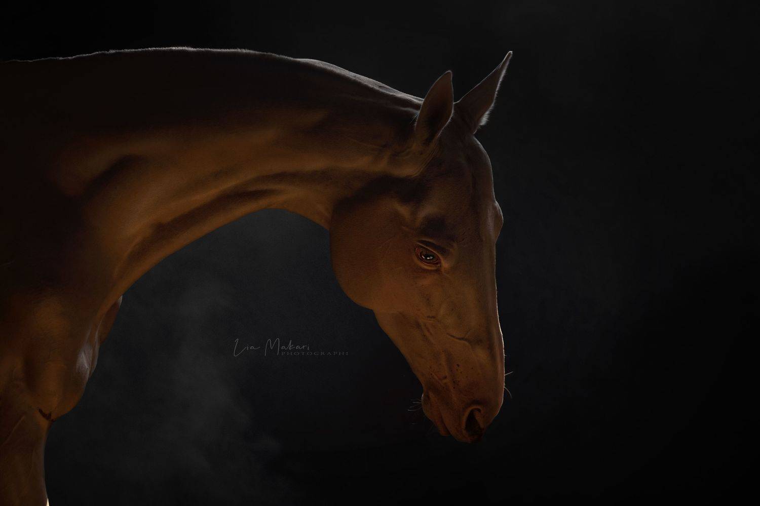 Лошадь, лошади, horse, ahalteke, ахалтекинец, Lia Makari
