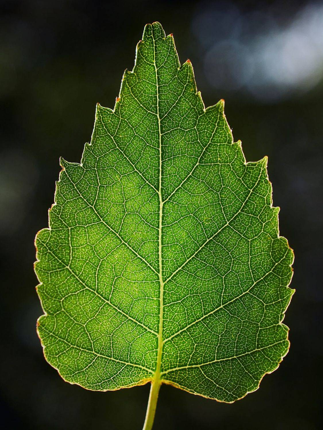 , Калёв Сергей