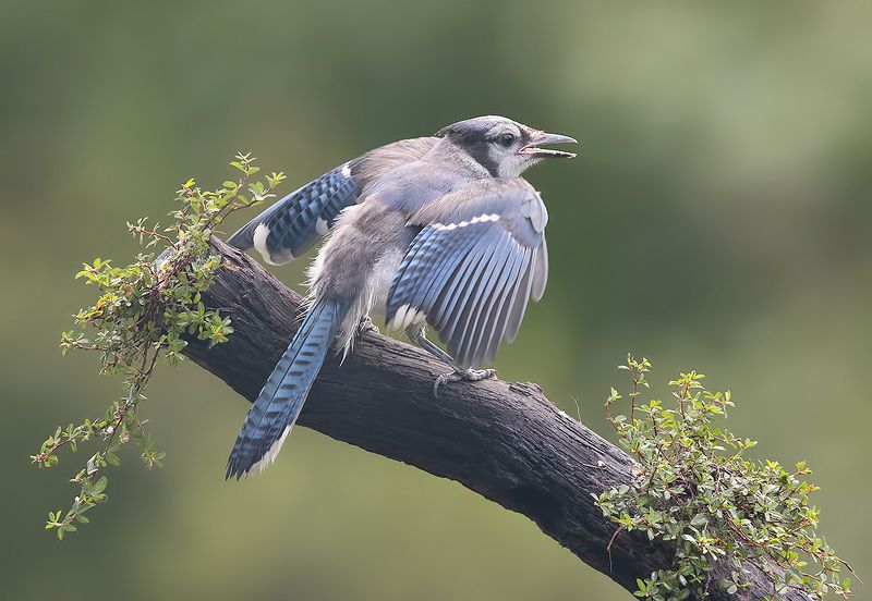 сойка, голубая сойка, jay, blue jay Blue Jay Juvenile -  Голубая сойка фото превью