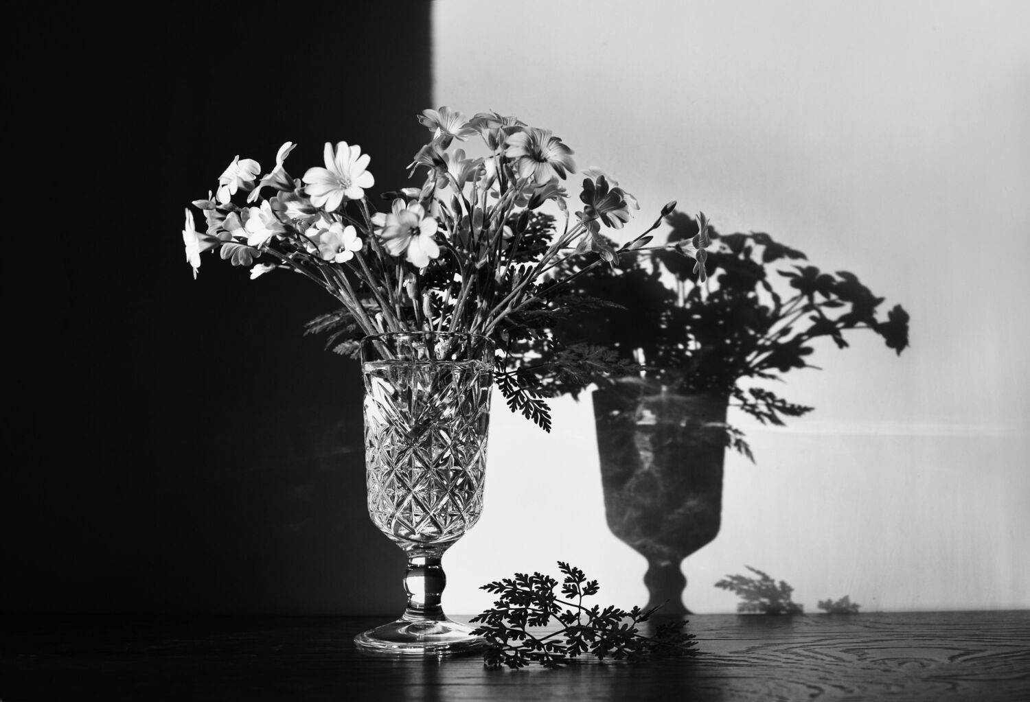 букет, натюрморт, чбфото, растения, стекло, Shadow Anna