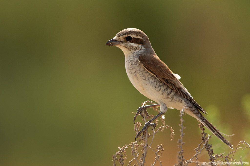 Red-backed shrike, Dr Ajay Kumar Singh