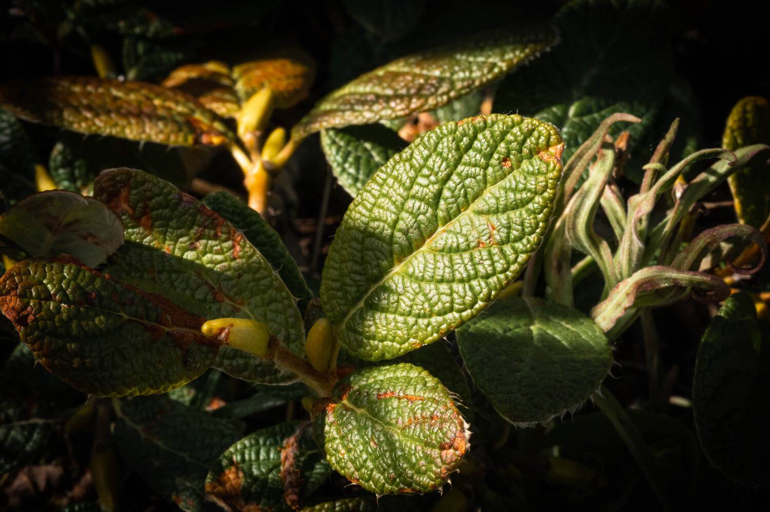 , Иван Федянин