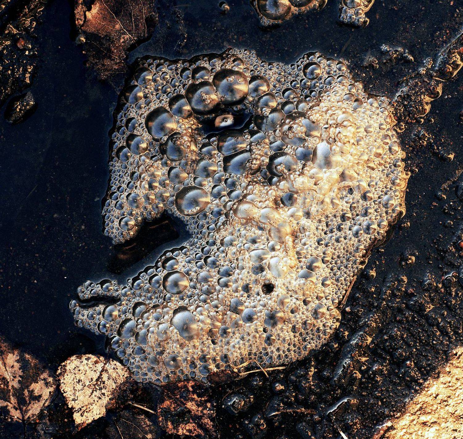 pareidolia, ПОЛУЕВ ИЛЬЯ